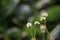 Beauty of the Bidens pilosa flowers background green Eichhornia crassipes