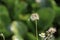 Beauty of the Bidens pilosa flowers background green Eichhornia crassipes