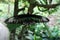 The beauty of the black, green, and white mixed color of the butterfly wings in the photo in the butterfly garden