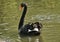 The beauty of the Black Swan