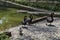 Beauty black swan stand at shore lake and wait food