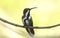 Beauty Black-throated mango Anthracothorax nigricollis female hummingbird