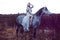 Beauty blondie with horse in the field, effect of toning