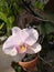 Beauty blooming moon orchid or Phalaenopsis amabilis with white petals in garden.