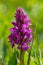 Beauty blossom of broad-leaved marsh orchid Dactylorhiza majalis in grass