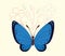 beauty blue butterfly insect