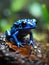 Beauty of Blue Poison Dart Frog in Macro Focus
