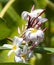 Beauty bouquet plumeria flower pink and yellow petals. close up spa flora aroma scent blossom in botany garden