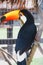 Beauty of the brazilian toucan