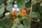 The beauty of the bright orange Bougenville Flowers