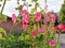 Beauty bright Rose mallows growing in summer garden. Pink Hibiscus moscheutos growth near house