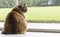 Beauty brown cat looking outdoor, siberian purebred female pet