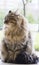 Beauty brown cat profile, siberian purebred male pet