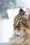 Beauty brown tabby cat of livestock, siberian purebred. Adorable domestic pet