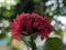 The beauty of the bucket  flowers of Jungle geranium soka asoka indian siantan