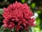 The beauty of the bucket  flowers of Jungle geranium soka asoka indian siantan