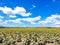 The beauty of Bulgarian nature, endless sunflower fields, blue sky and white, fluffy clouds