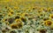 The beauty of the Bulgarian nature, endless sunflower fields. Sunflower natural background. Sunflower blooming. Sunflower field.
