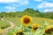 The beauty of the Bulgarian nature, endless sunflower fields. Sunflower natural background. Sunflower blooming. Sunflower field.