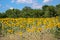 The beauty of the Bulgarian nature, endless sunflower fields. Sunflower natural background. Sunflower blooming. Sunflower field.