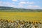 The beauty of the Bulgarian nature, endless sunflower fields. Sunflower natural background. Sunflower blooming. Sunflower field.