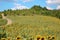 The beauty of the Bulgarian nature, endless sunflower fields. Sunflower natural background. Sunflower blooming. Sunflower field.