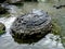 The beauty of the Bulgarian nature. Stones in the Black sea, Kara Dere