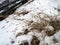 beauty bunch of dry grass lying on the first snow