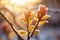 The beauty of bush buds coating of snow, blossoming spring branch of schrub with frost on cold sun