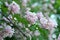 Beauty bush, Linnaea amabilis