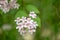 Beauty bush Linnaea amabilis, bell-shaped flowers