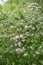 Beauty bush Linnaea amabilis, flowering shrub natural habitat