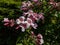 Beauty bush - Linnaea amabilis (Kolkwitzia amabilis) blooming in late spring with light pink, bell-shaped flowers