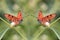 Beauty butterfly couple on plant nature insect