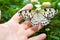 Beauty butterfly on leaf.