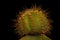 The beauty of the cactus with its delicate spines decorated with dews. Selectively focus on black background.