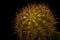 The beauty of the cactus with its delicate spines decorated with dews. Selectively focus on black background.