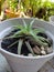 Beauty Cactus in a small pot