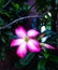 beauty cambodia flower