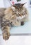 Beauty cat of livestock, siberian purebred. Adorable domestic pet in relax, brown color