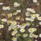 Beauty chamomile