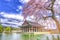 Beauty of cherry blossoms at Gyeongbokgung palace,South Korea