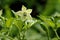 Beauty chili flowers and green leaf