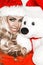 Beauty Christmas fashion model girl with white teddy bear . Long straight blonde hair in red santa hat. Sexy blonde young woman