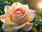 Beauty close-up of a yellow rose with glistening