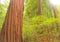 The Beauty of a Coastal Redwood Forest