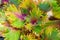 Beauty of Coleus Painted nettle colorful leaf background.