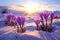 Beauty in Contrast: Vibrant Crocus Flowers Blooming in a Winter Wonderland