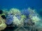 Beauty of Corals Transplantation Garden at Gili Nanggu