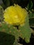 beauty and danger, hidden cactus flowers